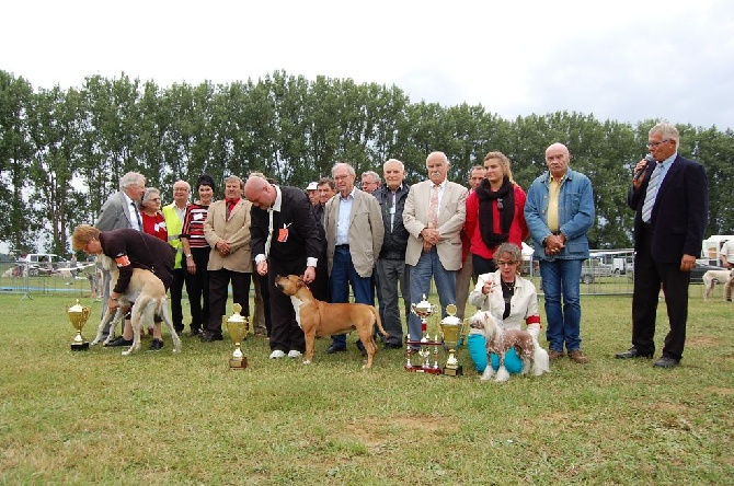 of Walker red kennel - National Dog Show Bohain en Vermandois (FR)