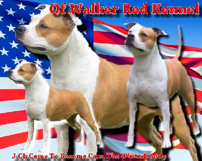 of Walker red kennel - Ch Come to become Cara the White Beauty Of Walker Red Kennel