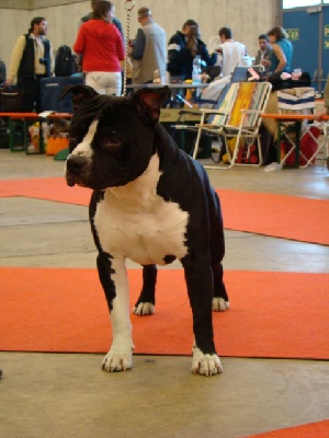 of Walker red kennel - Black Boys Volverine Du Clan Tennessee :