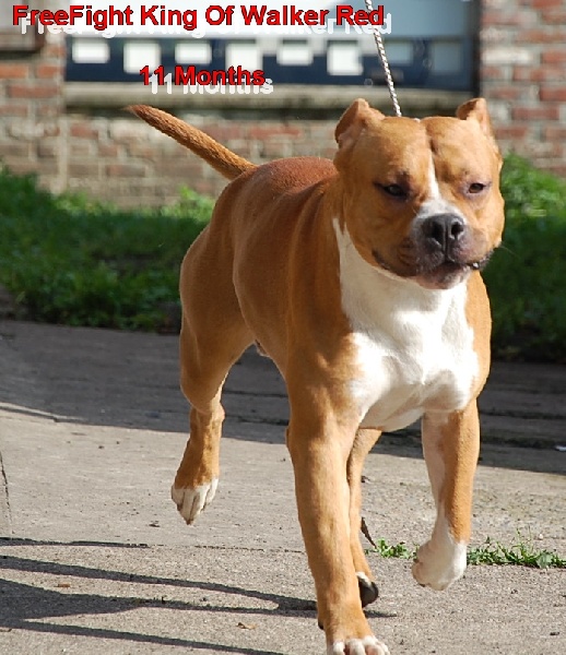 Freefight king of Walker red kennel