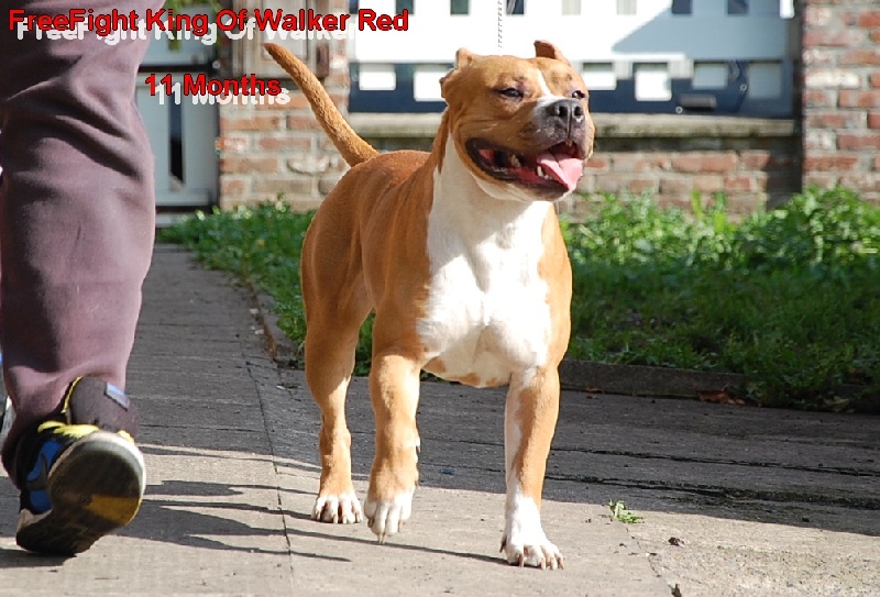 Freefight king of Walker red kennel