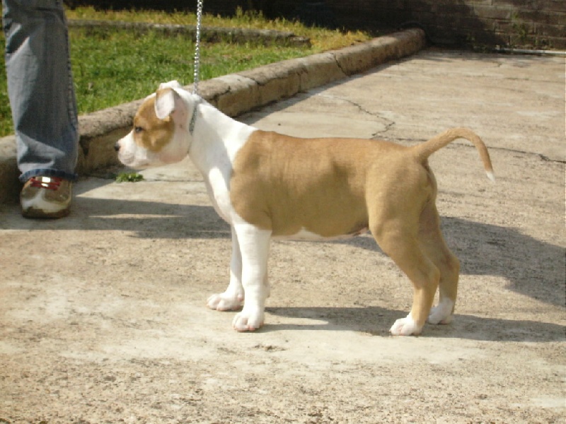 CH. Come to become cara the white beauty of Walker red kennel