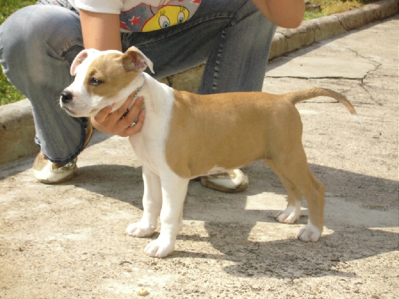 CH. Come to become cara the white beauty of Walker red kennel