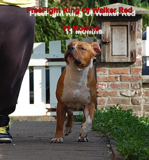 Freefight king of Walker red kennel