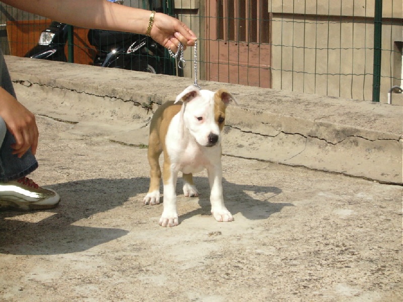 CH. Come to become cara the white beauty of Walker red kennel