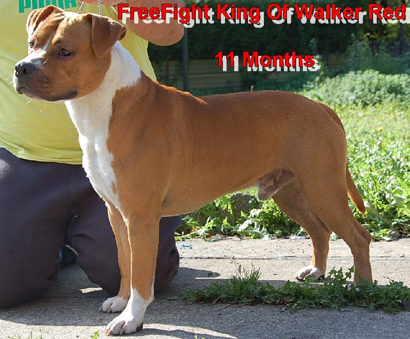 Freefight king of Walker red kennel