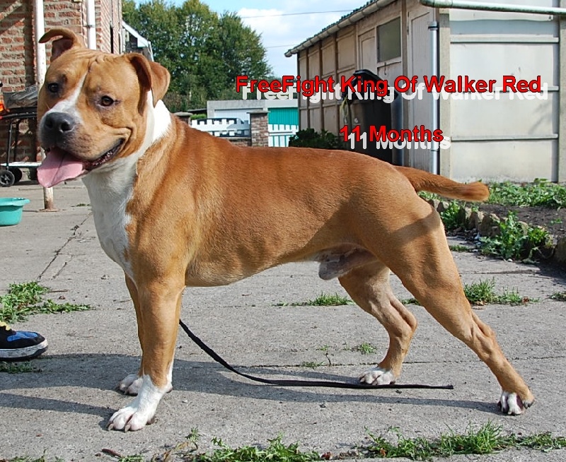 Freefight king of Walker red kennel