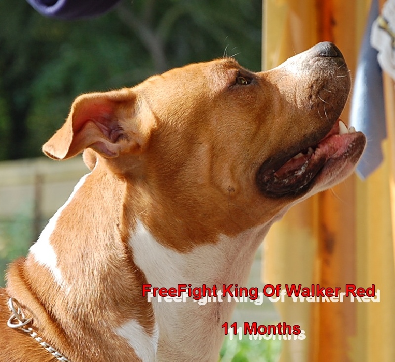 Freefight king of Walker red kennel