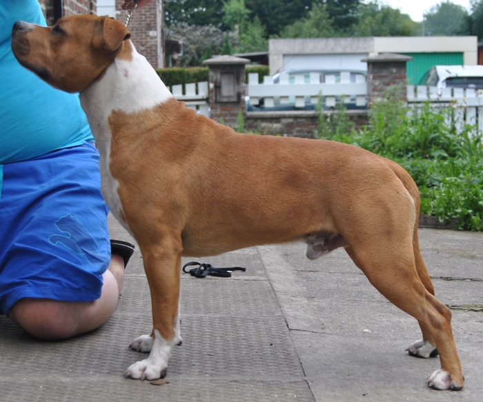 Freefight king of Walker red kennel