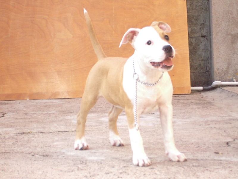 CH. Come to become cara the white beauty of Walker red kennel