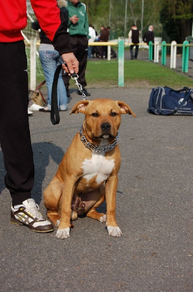 Dollars The Pampered Child Of The North of Walker red kennel