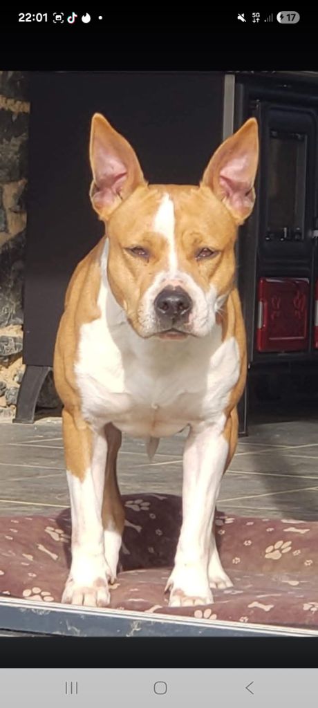 Nalah the fabulous goddess of Walker red kennel