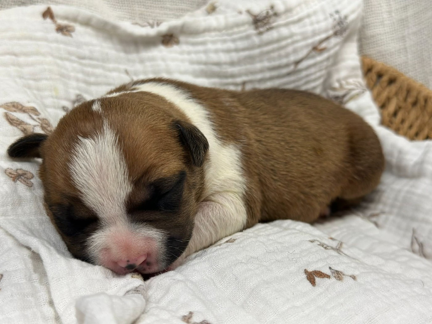 of walker red - Chiots disponibles - American Staffordshire Terrier