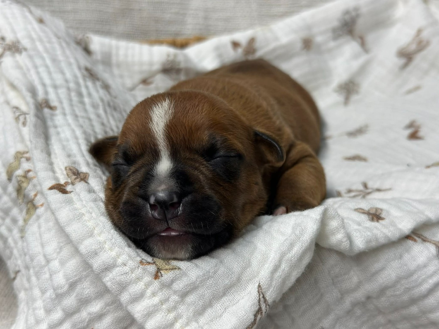 of walker red - Chiots disponibles - American Staffordshire Terrier